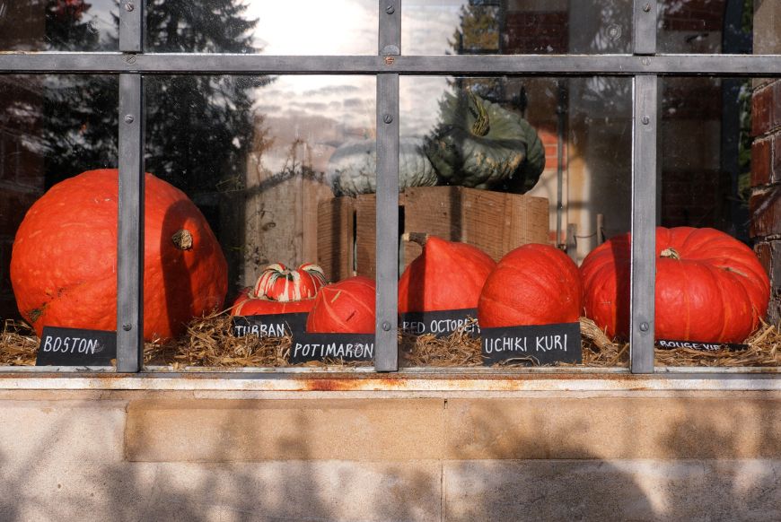 Varieties of pumpkin in the window